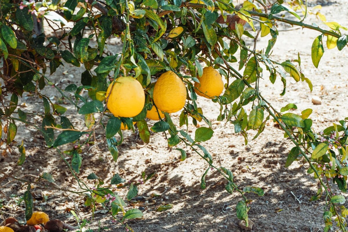 citronnier-engrais